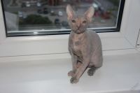 Лот: 5919662. Фото: 4. кошка лысая. Красноярск