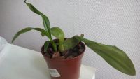 Лот: 4965105. Фото: 2. Орхидея Онцидиум сорт "Танцующая... Комнатные растения и уход