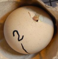 Лот: 13822765. Фото: 6. Яйцо каменной куропатки, инкубационное...