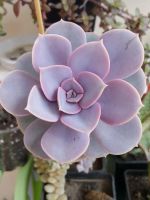 Лот: 9136493. Фото: 3. Эхеверия Жемчужина Нюрнберга Echeveria... Растения и животные