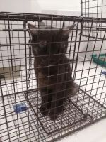 Лот: 25605069. Фото: 5. Кошечка хищница