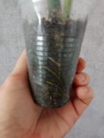 Лот: 23911938. Фото: 3. Монстера "Деликатесная" - крупный... Растения и животные