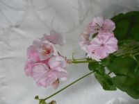 Лот: 4637000. Фото: 3. Пеларгония зональная Claire Ук... Растения и животные