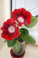 Лот: 4140982. Фото: 4. Глоксиния (цветущая). Красноярск