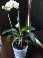 Лот: 20588535. Фото: 3. Орхидея фаленопсис Kellion. Растения и животные