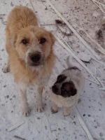 Лот: 6465639. Фото: 3. собака Ляля. Растения и животные