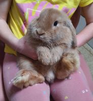 Лот: 24809515. Фото: 2. Декоративный кролик породы Минилоп. Животные и уход