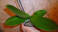Лот: 5692657. Фото: 5. Орхидея фаленопсис F53(отцвела...