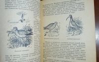 Лот: 24890275. Фото: 9. Охота на болотную и луговую дичь...