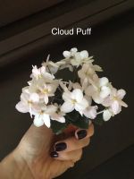 Лот: 12840879. Фото: 2. Мини фиалка Cloud Puff (лист). Комнатные растения и уход