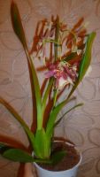 Лот: 6392282. Фото: 2. орхидея (камбрия) отцветает. Комнатные растения и уход