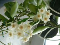 Лот: 7216535. Фото: 2. Хойя Hoya Longifolia Pubescens. Комнатные растения и уход
