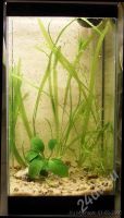 Лот: 541138. Фото: 2. Валлиснерия гигантская [Vallisneria... Аквариумистика