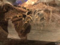Лот: 18488469. Фото: 5. Паук птицеед Grammostola aureostriata...