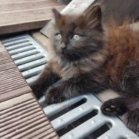 Лот: 17893832. Фото: 2. Котята. Животные и уход