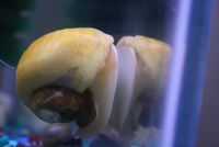 Лот: 7406580. Фото: 4. аквариумные улитки ампулярии 5... Красноярск