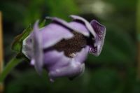 Лот: 4247137. Фото: 4. Глоксиния фиолетовая с крапом... Красноярск