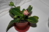 Лот: 4281108. Фото: 3. Глоксиния красная (цветет). Растения и животные