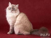 Лот: 13692404. Фото: 3. невская маскарадная котенок. Растения и животные