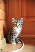 Лот: 4513438. Фото: 6. Продам британского котёнка (мальчик...