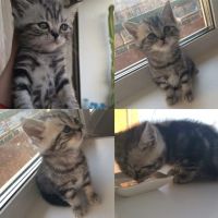 Лот: 7115839. Фото: 3. Котята породы Бритаская (Мальчики... Растения и животные