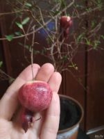 Лот: 407581. Фото: 3. Гранат комнатный карликовый -... Растения и животные
