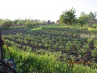Лот: 9522164. Фото: 2. Земельный участок 6.23 сот., садовое... Продажа