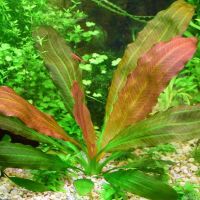 Лот: 16493331. Фото: 3. Эхинодорус Розе (Echinodorus Rose... Растения и животные