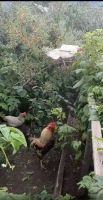 Лот: 19504643. Фото: 3. Куры несушки 7 шт и петух. Растения и животные