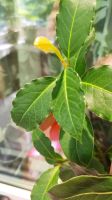 Лот: 22769726. Фото: 2. Лавр благородный. Комнатные растения и уход