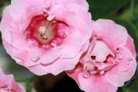 Лот: 2926355. Фото: 2. Глоксиния (срезаные листики). Комнатные растения и уход