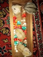 Лот: 16249834. Фото: 2. хомяк джунгарский. Животные и уход