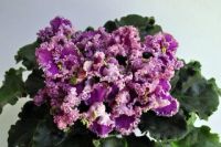 Лот: 10334848. Фото: 3. Фиалка Rosie Ruffles (D. Harrington... Растения и животные