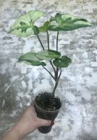 Лот: 16358169. Фото: 3. Сингониум Жаде (Jade). Растения и животные