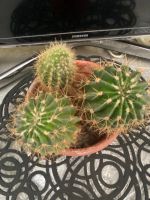 Лот: 25849100. Фото: 3. Кактус Эхиноцереус шарлаховый... Растения и животные