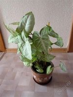 Лот: 51093. Фото: 2. Сигнониум ушастый в глинянном... Комнатные растения и уход