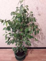 Лот: 9993890. Фото: 2. Фикус, вместе с красивым зеленым... Комнатные растения и уход