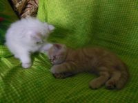 Лот: 7714979. Фото: 8. Рыжий персидский котёнок.