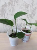 Лот: 15557889. Фото: 5. Эпипремнум Marble Queen (Марбл...