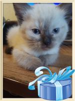 Лот: 9536291. Фото: 2. Сиамские котята 1,5 месяца (даром... Животные и уход