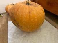 Лот: 2470746. Фото: 2. Тыква / тыквы / тыковки / 8,5... Продукты