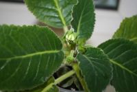 Лот: 4472841. Фото: 2. Глоксиния розовая махровая (с... Комнатные растения и уход