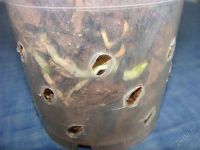 Лот: 1908662. Фото: 2. орхидея фаленопсис. Комнатные растения и уход