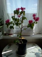 Лот: 7602776. Фото: 4. Бугенвиллея Double Pink взрослая... Красноярск