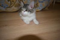 Лот: 10629732. Фото: 3. Кошечка Марфа. Срочно. Крысоловка. Растения и животные