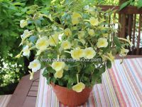 Лот: 10604303. Фото: 3. Achimenantha Himalayan Sunrise... Растения и животные