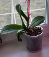 Лот: 5468815. Фото: 2. орхидея цветущая. Комнатные растения и уход