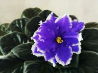 Лот: 11474023. Фото: 5. Фиалка ЕК-Властелин Колец ( лист...
