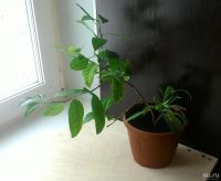 Лот: 10576436. Фото: 2. Каламондин (мандарин лимон ) цитрус... Комнатные растения и уход