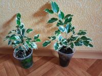 Лот: 25800578. Фото: 2. Фикус Пёстролистный , здоровые... Комнатные растения и уход